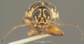 Media type: image;   Entomology 24982 Aspect: head frontal view